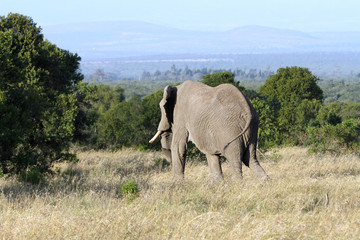 A huge African elephant moving in the forest