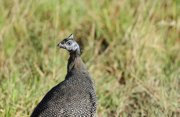 Closeup of a beautiful Helmeted Guineafowls