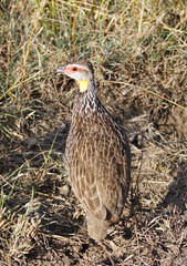 A beautiful Yellow-Necked Spurfowl