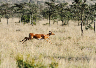Impala in the Savannah