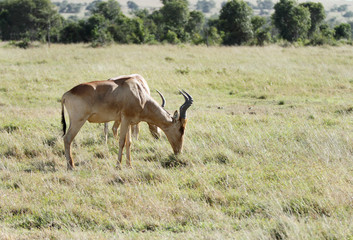 Beautiful Hartebeest antelopes grazing