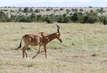 Beautiful Hartebeest antelopes in Savannah