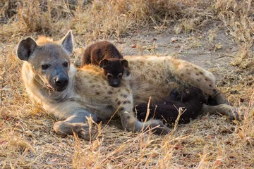  Hungry hyena pups drinking milk from mother suckle © Alta Oosthuizen