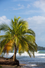 Obraz na płótnie Canvas Coconut trees and big sea waves in Panama