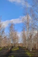 Allée de bouleaux en haut d'un terril