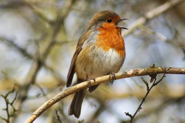 BIRDS - Robin / Rudzik raszka - obrazy, fototapety, plakaty