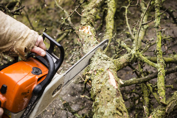 Man sawing a log in his back yard