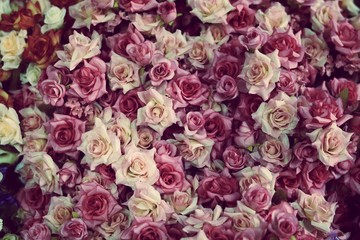 colorful roses background