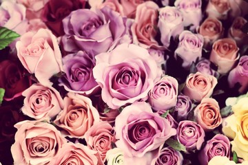 colorful roses background