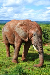 Wild elephant
