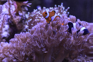 black and red clownfishes in the corals tentacles