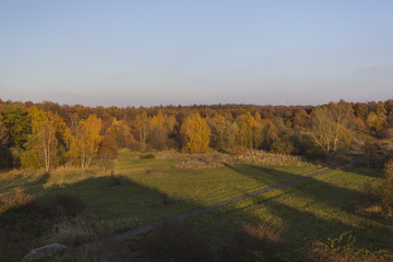 Fototapeta premium Wald