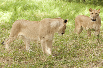Naklejka premium Two adolescent lionesses