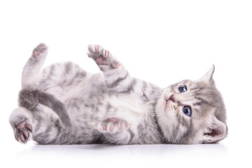 tabby Scottish kitten
