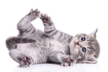 tabby Scottish kitten