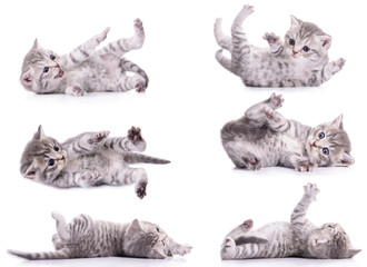Fototapeta premium six tabby Scottish kittens