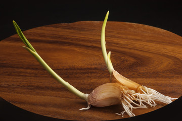 Garlic sprouts