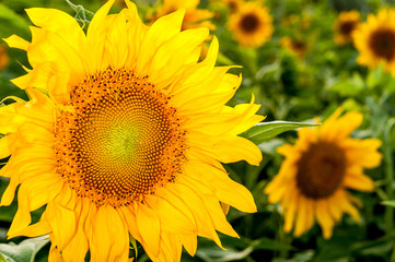 Obraz premium Sunflower close-up on a field