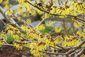 Hamamelis spec.(Witch-hazel); yellow flowers in winter