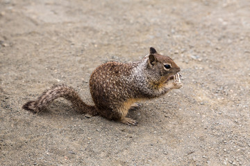 California Ground Squirrel eating tourist biscuit in Pacific Hwy