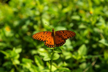 schmetterling maui hawaii