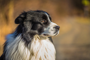 border collie dog