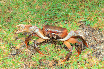 Terrestrial crab (Cardisoma carnifex) in Iriomote Island,Japan 