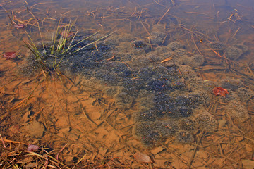 Red Spotted Newt Egg Colony