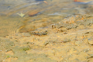 Barred Mudskipper (Periophthalmus argentilineatus) 