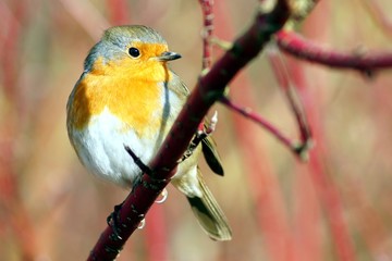 BIRDS - Robin / Rudzik raszka
