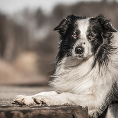 border collie dog