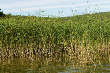 cane growing from the shores of Lake