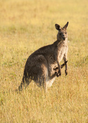 Kangaroo