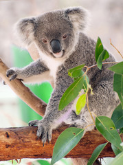 Obraz na płótnie Canvas Koala