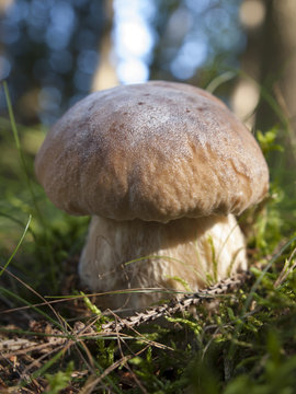 Edible Boletus mushroom