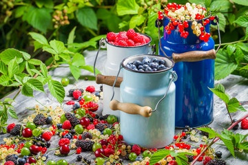 Freshly harvested wild berry fruits in summer © shaiith