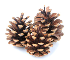 Beautiful pine cones isolated on white