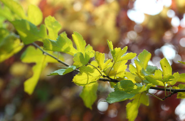 Green leaves on bright background