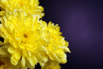 Beautiful chrysanthemum flowers on brown background