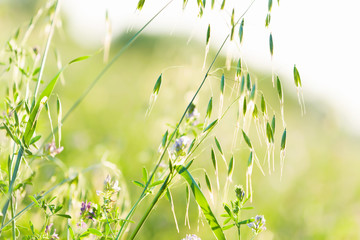 Flowers in field