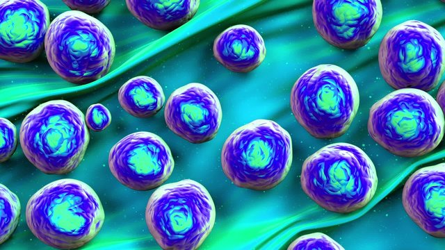 MRSA bacteria or superbug bacteria