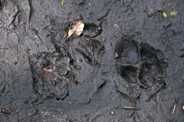 coyote and raccoon prints in mud