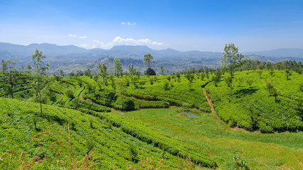 Tea plantations