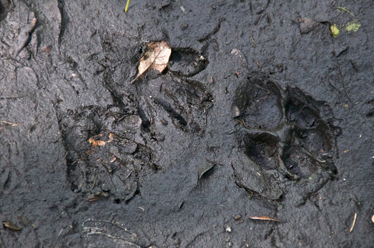 coyote and raccoon prints in mud