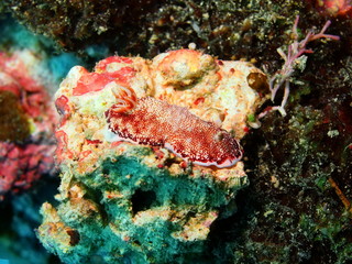 Sea slug, island Maktan, Philippine