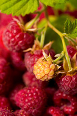 Raspberry fruit background