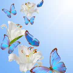 butterfly and  lily