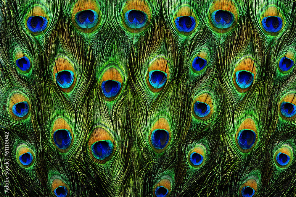 Wall mural pattern of colorful peacock feathers