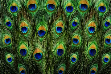 Papier Peint photo Lavable Paon motif de plumes de paon colorées