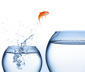 goldfish jumping out of the water - improvement concept - obrazy, fototapety, plakaty